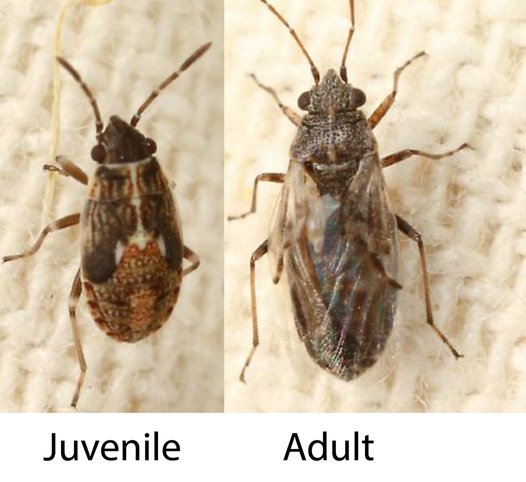 False Chinch bug juvenile and adult01 South Texas Field Crop Entomology