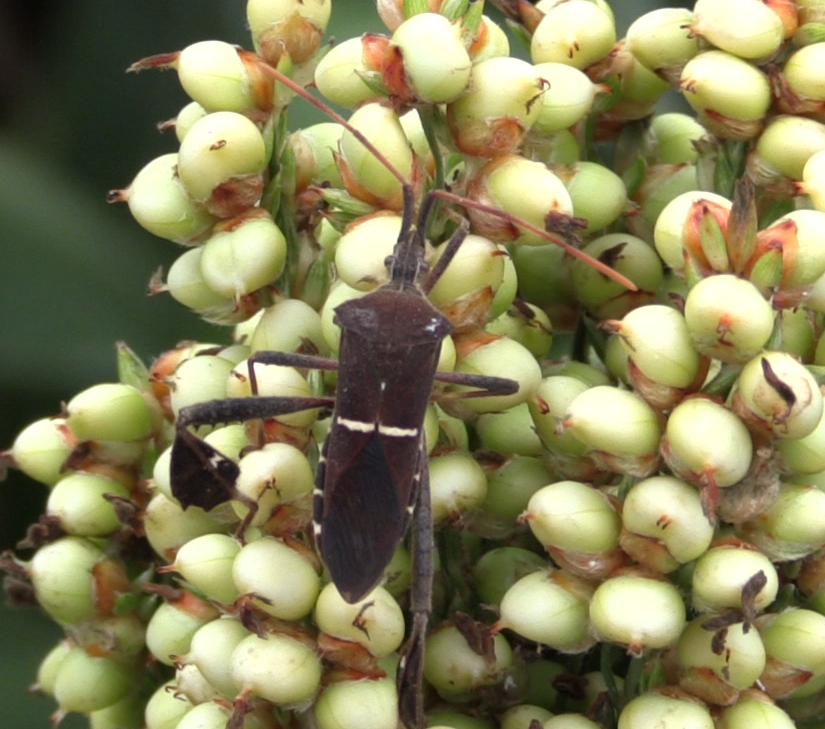 leaf-footed-bugs-south-texas-field-crop-entomology