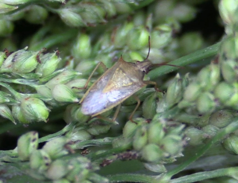 Stink Bugs South Texas Field Crop Entomology