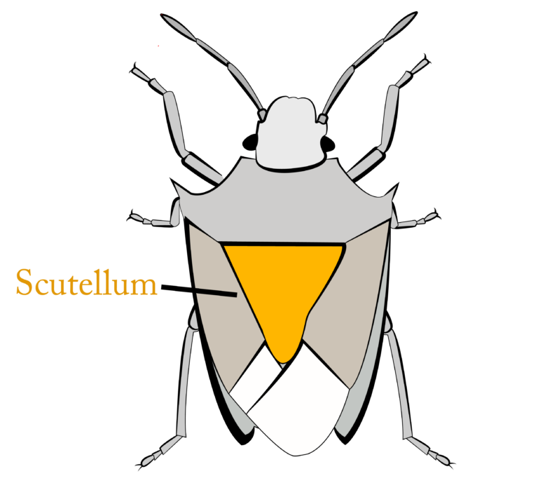 What Insects Scuttle Does the Insect Have an Apparent Scutellum on its Back? - South Texas ...