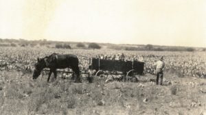 Harvesting spineless prickly pear for livestock feed, 1920's.