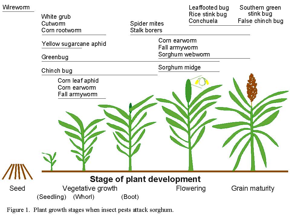 Sorghum Plant Complete Growing Guide for High Yields