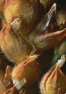 Sorghum Midge - Pupal Skins. Photo source: Greg Cronholm