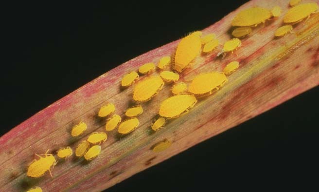 Yellow Sugarcane Aphid Insect Pests Of Sorghum