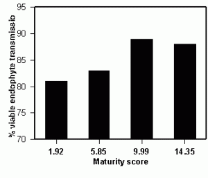 Figure 2. Endophyte infection frequencies of seeding plants when seed were harvested at different stages of maturity.