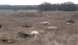 Composting Large Animal Carcasses Texas Animal Manure Management