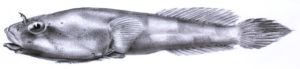 Canyon Clingfish (Gobiesox lanceolatus) 