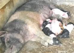 Sow and babies