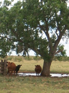 cowtree