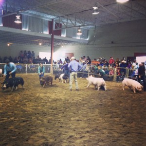 pig show