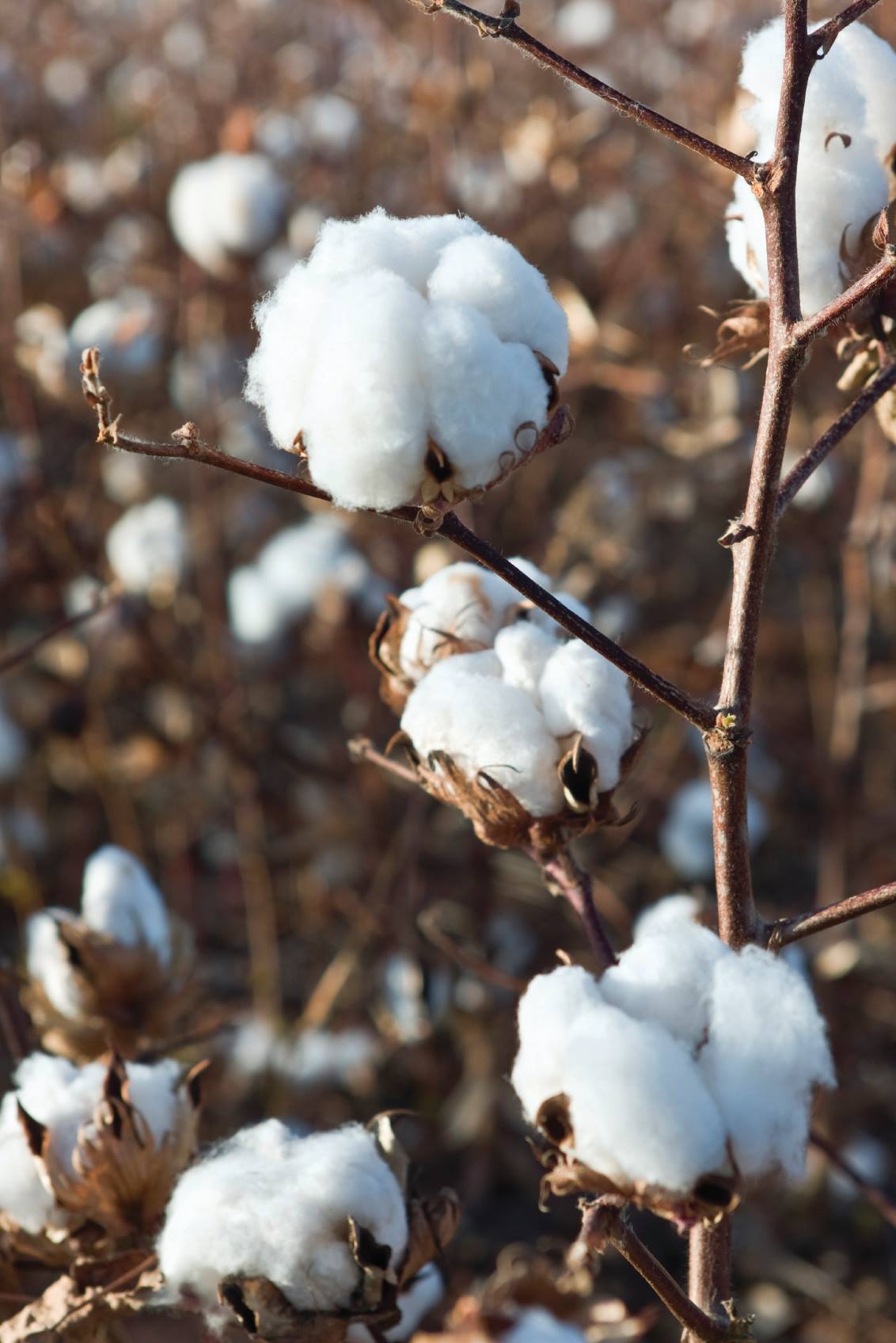 Cotton Contracting Considerations - Texas Agriculture Law