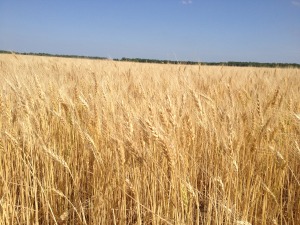 wheat field