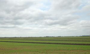 rice field