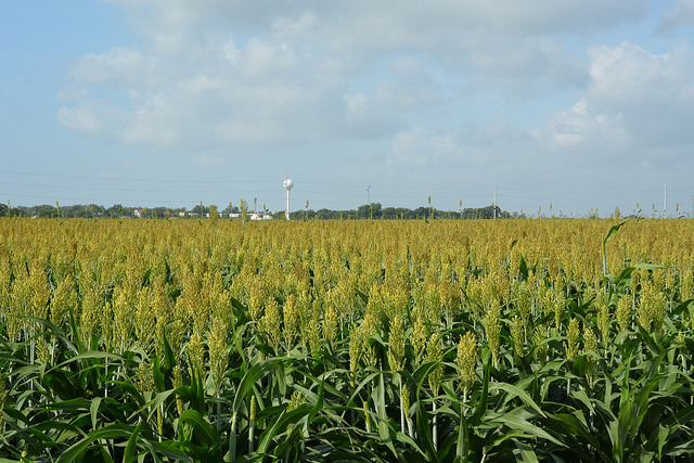 Texas A&M Agrilife Extension photo by Blair Fannin