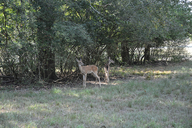 Texas A&M Agrilife Extension photo by Kathleen Phillips