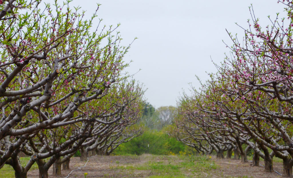 Texas A&M Agrilife photo by Robert Burns