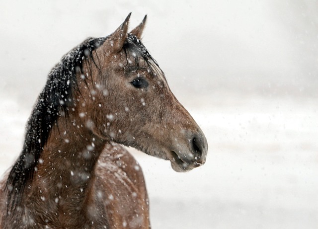 horses for texas ag exemption