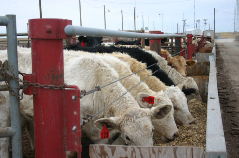 texas ag exemption livestock
