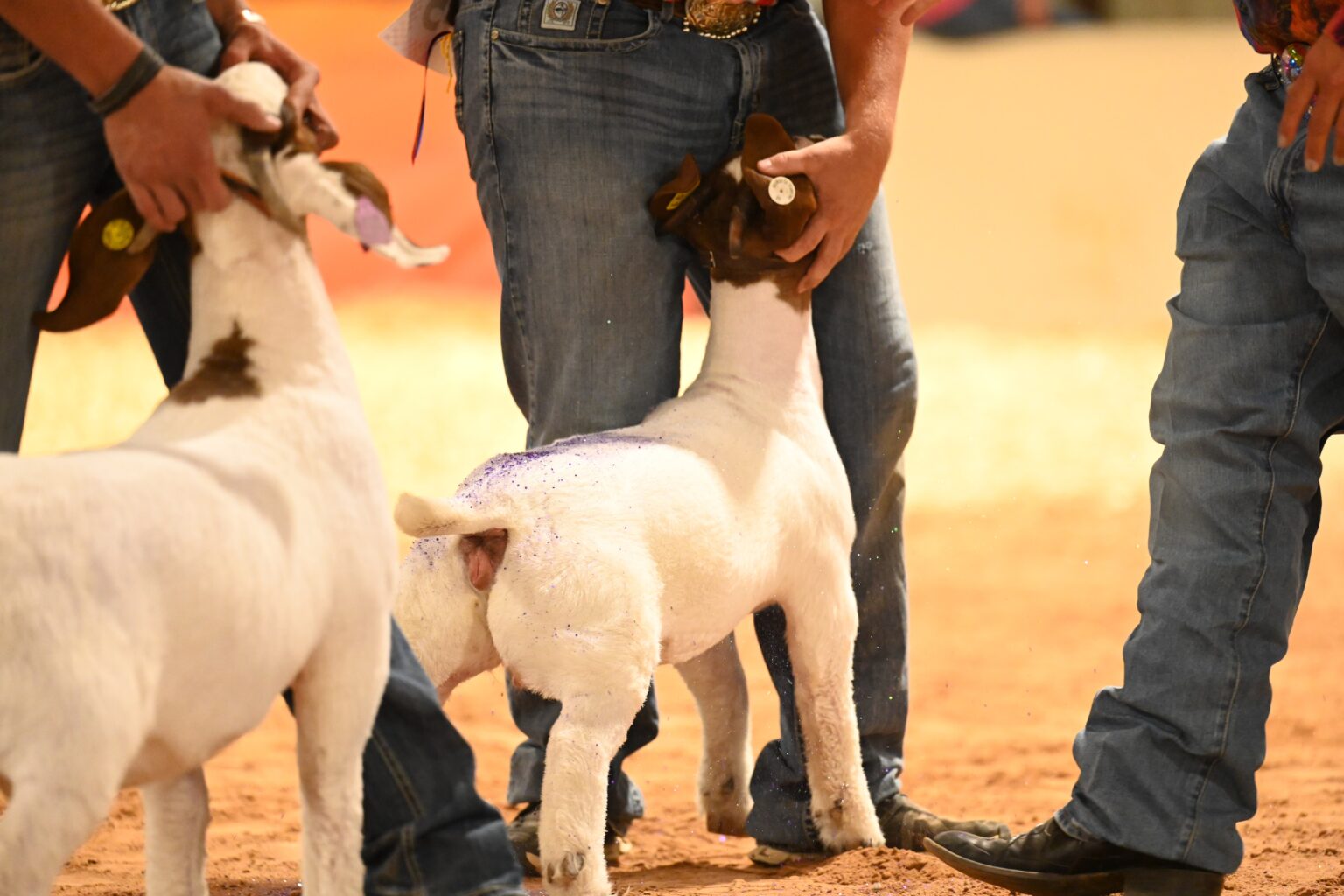 California Lawsuit Challenges Actions Involving Show Goat and Junior