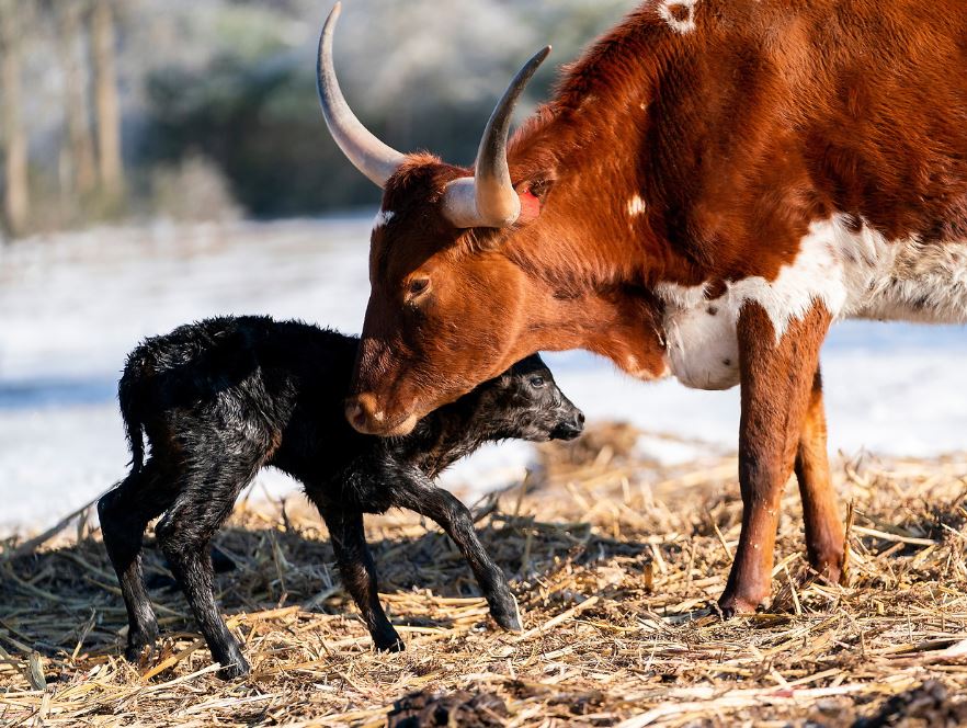 January 5 2024 Weekly Round Up Texas Agriculture Law   Longhorn 