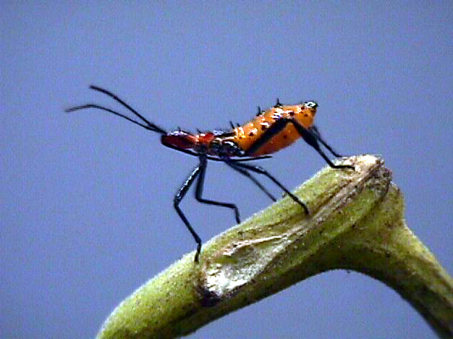 Leaffooted bug, Leptoglossus phyllopus, (Hemiptera: Coreidae), nymph on tomato plant.. Photo by Jackman.