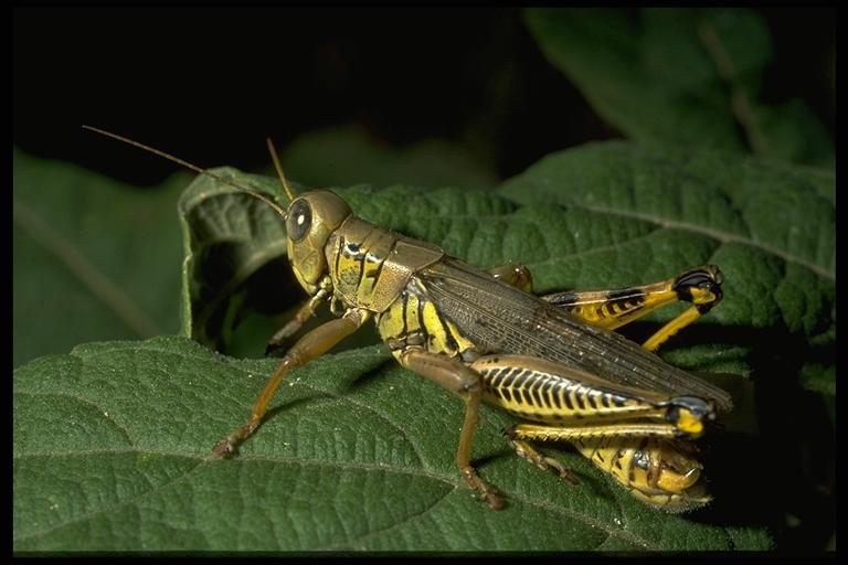 Differential Grasshopper Field Guide To Common Texas Insects