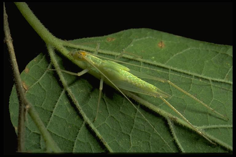 A tree cricket, Oecanthus sp. (Orthoptera: Gryllidae), nymph. Photo by Drees.