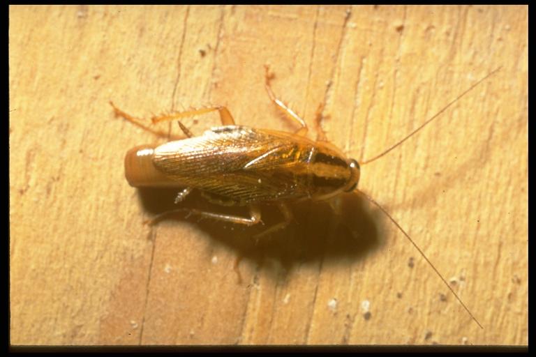German cockroach, Blattella germanica (Linnaeus) (Blattaria: Blattellidae). Photo by Drees