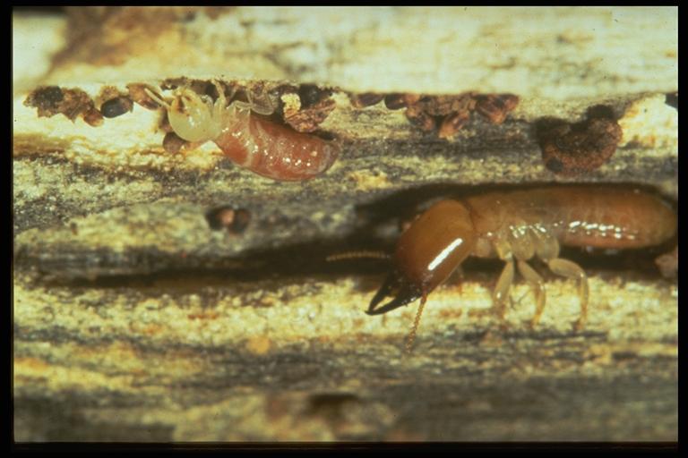 drywood termite soldier