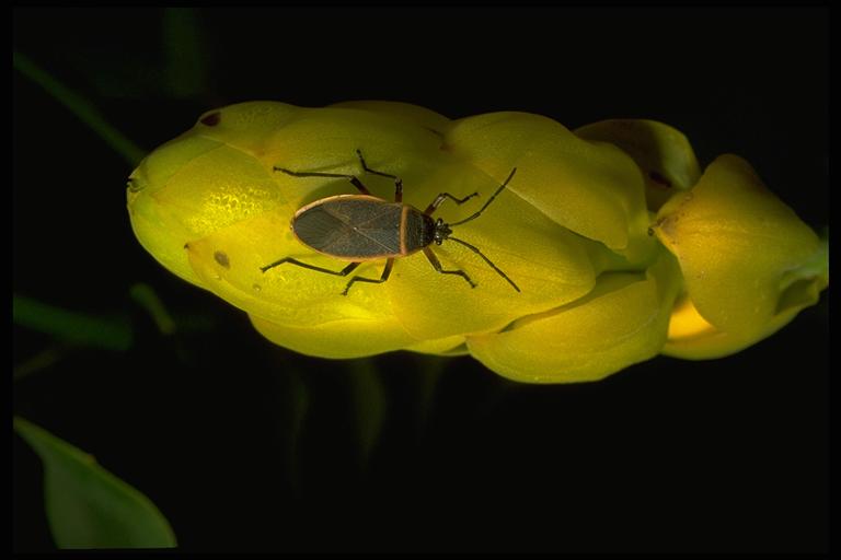 Largus bug, Largus succinctus (Linnaeus)(Hemiptera: Largidae), adult. Photo by Drees.