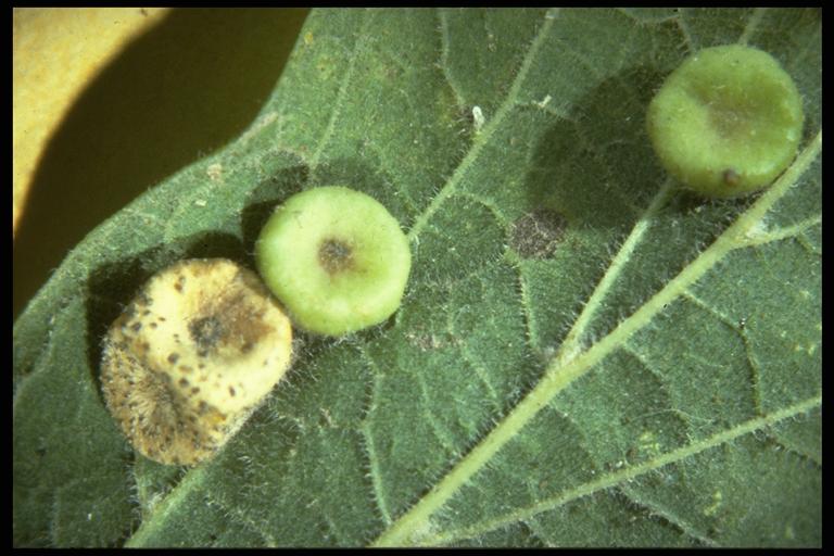 Hackberry Gall Psyllid - Field Guide to Common Texas Insects