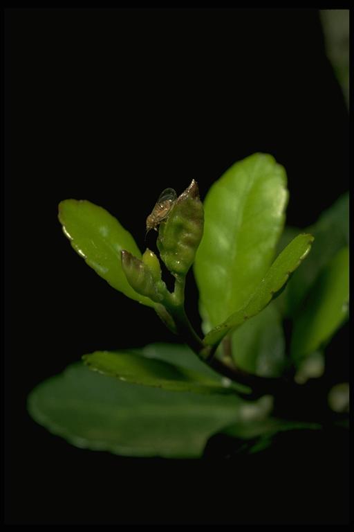 Yaupon psyllid gall, Gyropsylla ilicis (Ashmead) (Homoptera: Psyllidae). Photo by Drees.