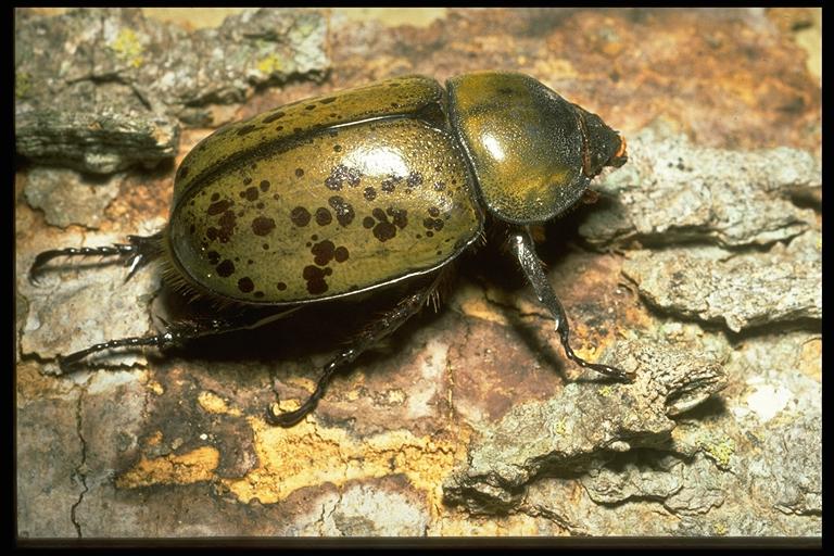  Eastern Hercules beetle, Dynastes tityus (Linnaeus) (Coleoptera: Scarabeidae). Photo by Drees.