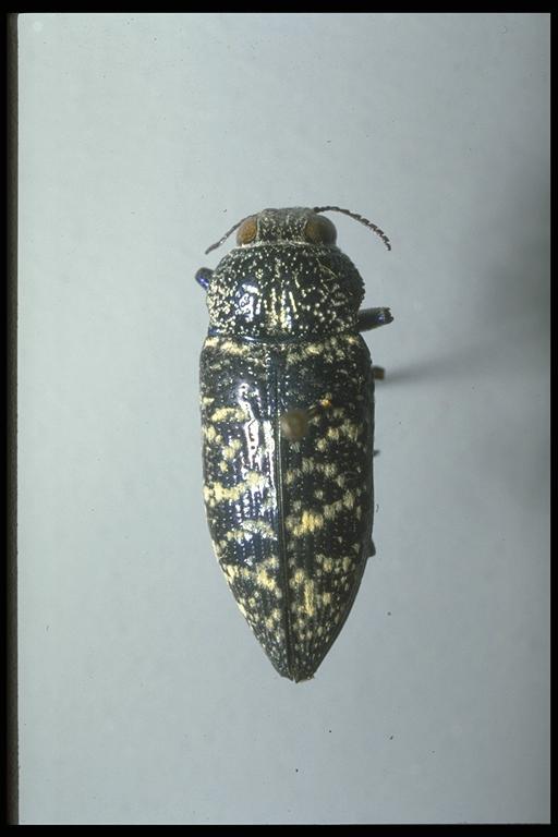 metallic wood boring beetle