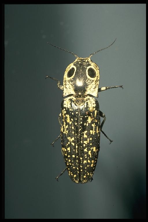   Eyed click beetle, Alaus oculatus. Photo by Drees.