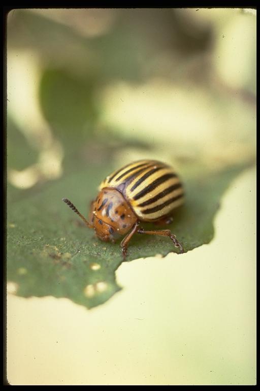 Colorado Potato Beetle Potato Bug