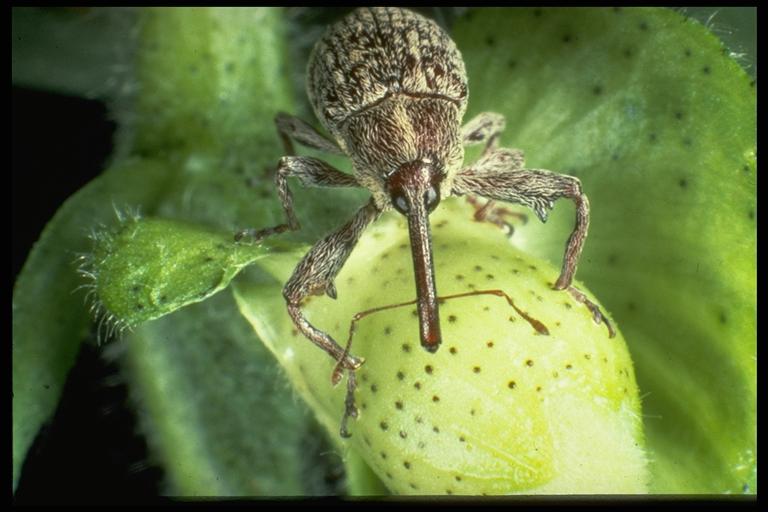 Boll Weevil Field Guide To Common Texas Insects