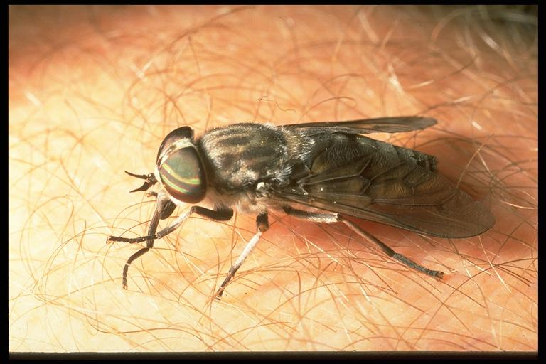 horse-fly-deer-fly-field-guide-to-common-texas-insects