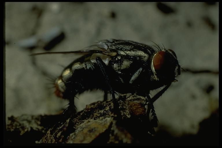 A flesh fly, (Diptera: Sarcophagidae). Photo by Jackman.