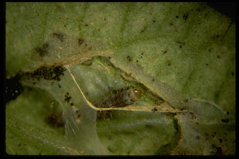 Tomato pinworm, Keiferia lycopersicella (Walsingham) (Lepidoptera: Gelechiidae), blotch-type mines and leaf-folding (left). Photo by Drees.