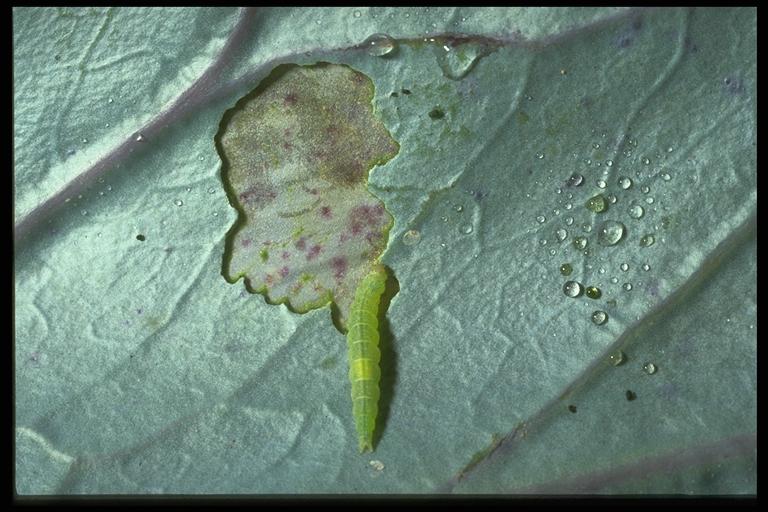 Diamondback moth, Plutella xylostella (Linnaeus) (Lepidoptera: Plutellidae), larva on cabbage. Photo by Drees.