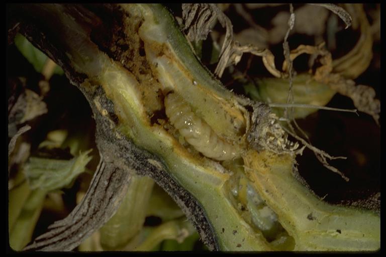 Southwestern squash vine borer, Melittia calabaza (Lepidoptera: Sessidae), larva. Photo by Drees.
