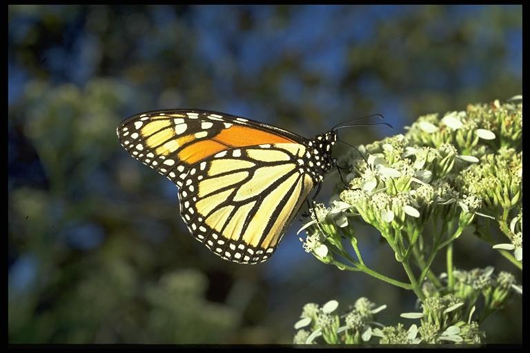Monarch butterfly, Danaus plexippus (Linnaeus) (Lepidoptera: Danaidae), adult. Photo by Drees.