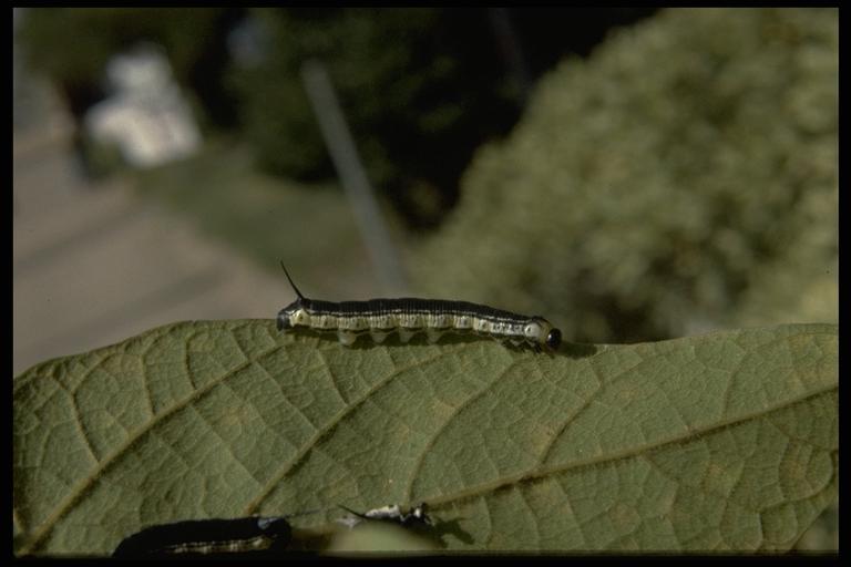 Catalpa sphynx, Ceratomia catalpae (Boisduval) (Lepidoptera: Sphingidae), caterpillar. Photo by Drees.