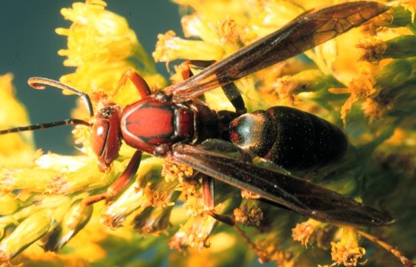 black potter wasp