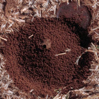 Pyramid ant, Dorymyrmex insanus (Buckley) (Hymenoptera: Formicidae), nest. Photo by Drees.