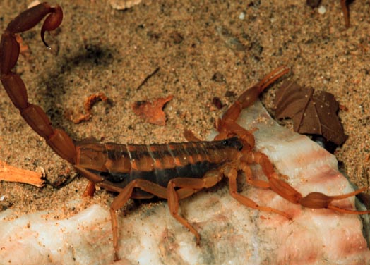 Striped Bark Scorpion