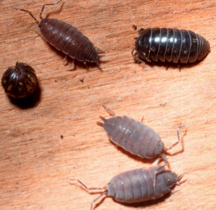 sow bug vs pill bug