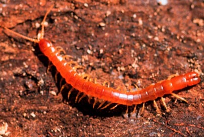 millipede vs centipede