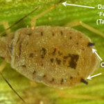 Aphid